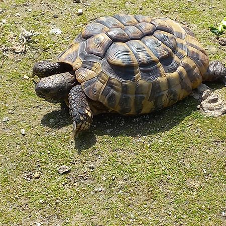 Quinta Da Tapada Villa Avô Dış mekan fotoğraf