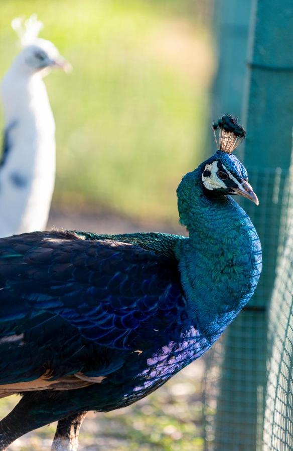 Quinta Da Tapada Villa Avô Dış mekan fotoğraf